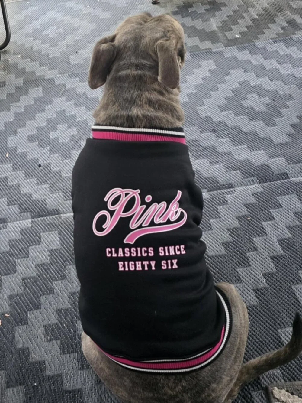 New Sz M Victoria's Secret Super Soft High-Quality PINK Pup Pet Varsity Jacket